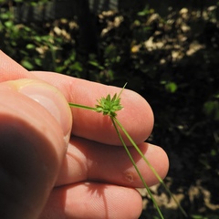 Cyperus lupulinus
