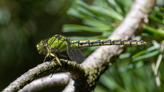 Ophiogomphus cecilia