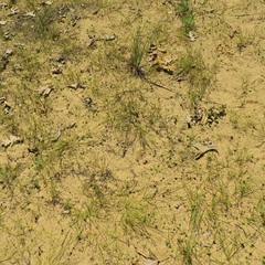 Cyperus lupulinus