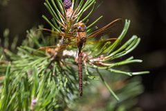 Aeshna grandis