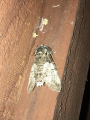 Macrurocampa marthesia