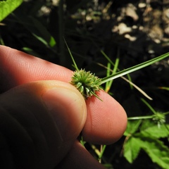 Cyperus lupulinus