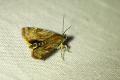 Cryptocala chardinyi