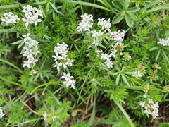 Asperula hirta