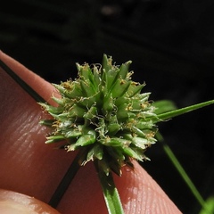 Cyperus lupulinus