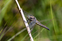 Orthetrum cancellatum