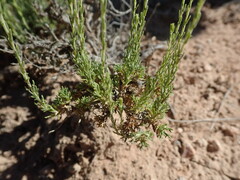 Artemisia pygmaea