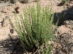Artemisia pygmaea