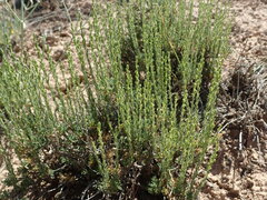 Artemisia pygmaea