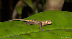 Stenocercus fimbriatus