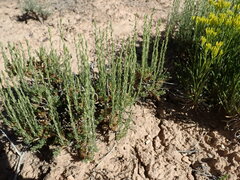 Artemisia pygmaea