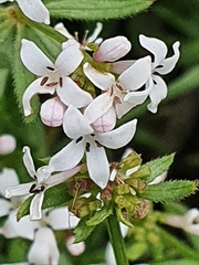 Asperula hirta