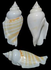 Gibberulus gibbosus
