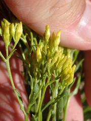 Petradoria pumila