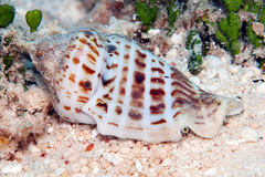 Gibberulus gibbosus