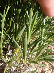 Petradoria pumila