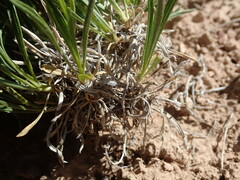 Petradoria pumila