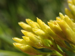 Petradoria pumila