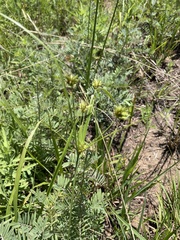 Cyperus schweinitzii