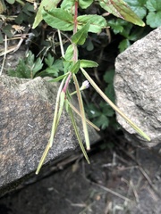 Epilobium