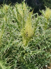 Cirsium glabrum
