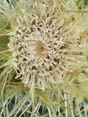 Cirsium glabrum