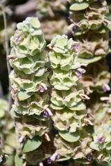 Pseudodictamnus acetabulosus