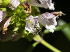 Lasioglossum collopiense