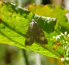 Udea alpinalis