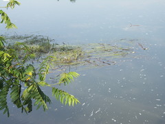 Sparganium emersum