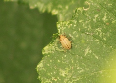 Colaspis hypochlora