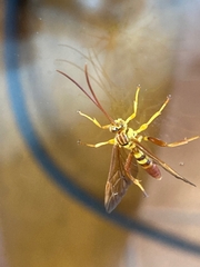 Neotheronia bicincta