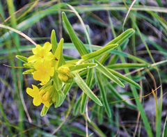 Lithospermum caroliniense