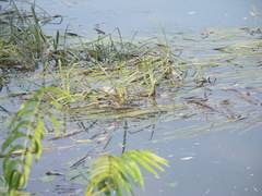 Sparganium emersum