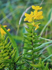 Lithospermum canescens
