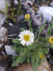 Erigeron nivalis