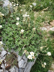 Potentilla alchimilloides