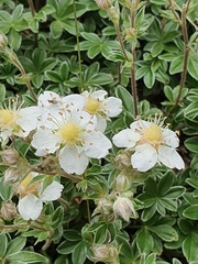 Potentilla alchimilloides