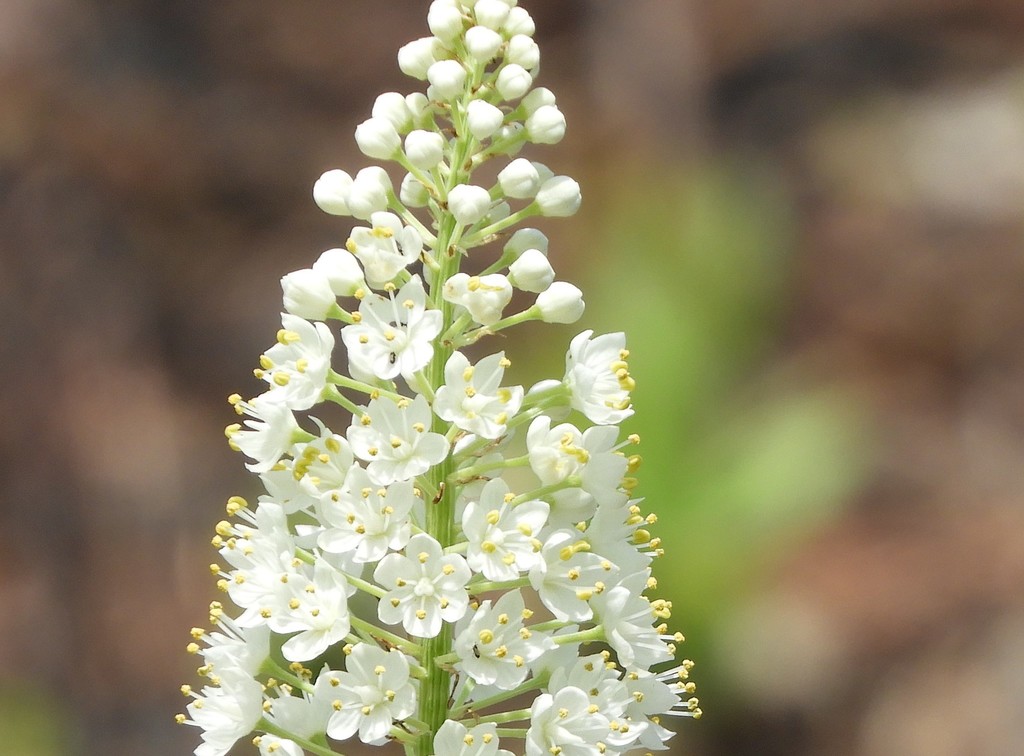 Stenanthium