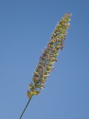 Cynosurus cristatus
