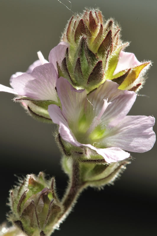 Sidalcea hickmanii