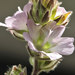 Chaparral Checkerbloom - Photo Lloyd Simpson, no known copyright restrictions (public domain)