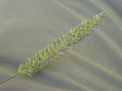 Cynosurus cristatus