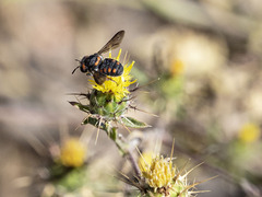 Pseudoanthidium canariense