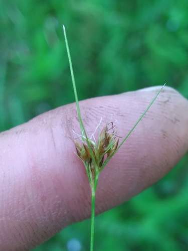 Image of Rhynchospora fascicularis by (c) Scott Ward, some rights reserved (CC BY)