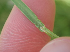 Cynosurus cristatus