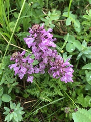 Pedicularis verticillata