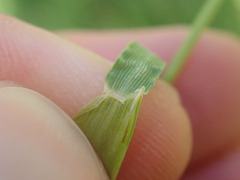 Cynosurus cristatus