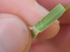 Cynosurus cristatus