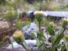 Erigeron nivalis